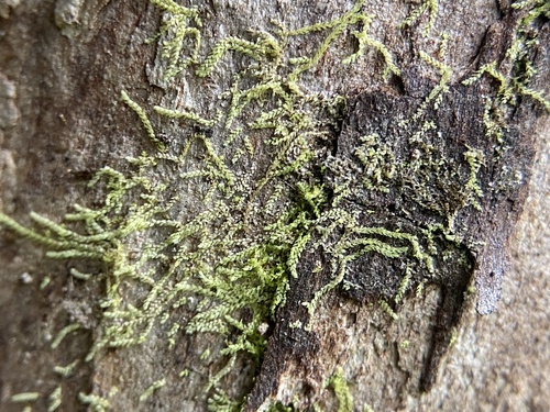 Drepanolejeunea ungulata