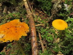 Pluteus admirabilis