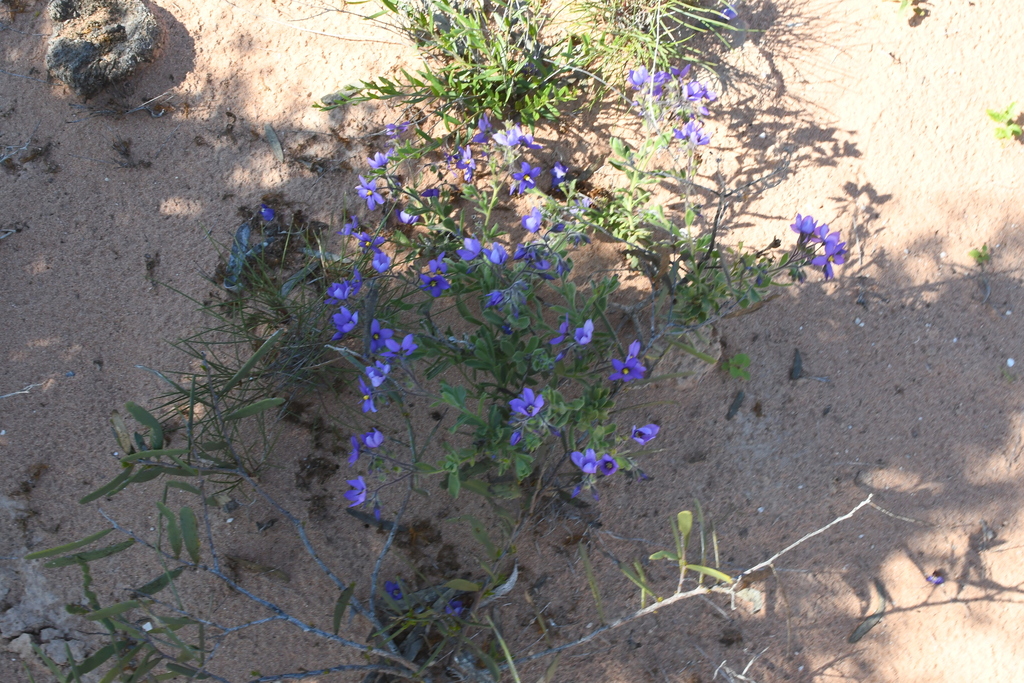 Halgania littoralis