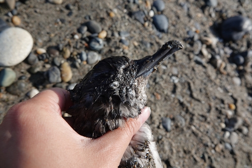 Dunbekpijlstormvogel (Ardenna tenuirostris)