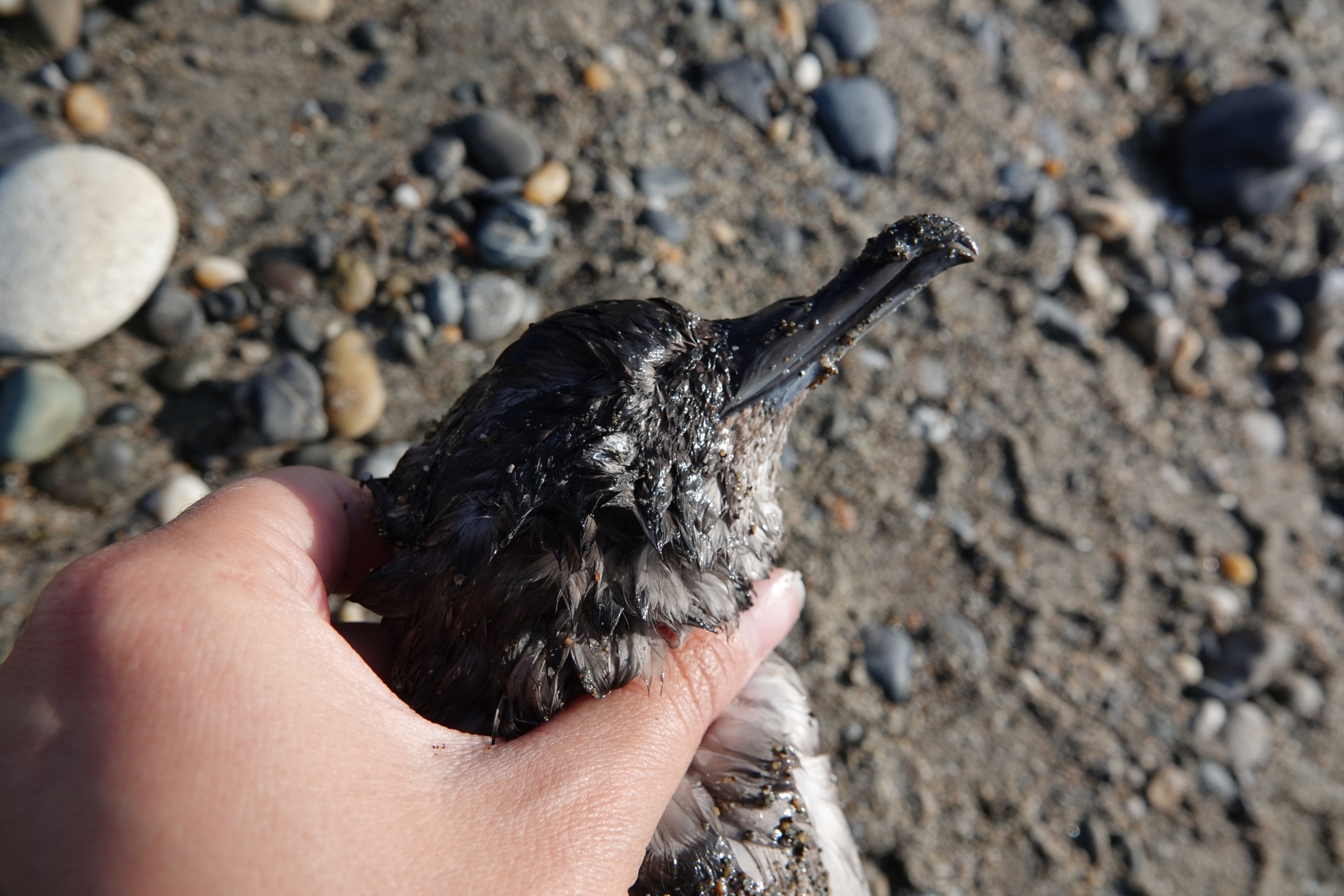 Short-tailed Shearwater (Ardenna tenuirostris)