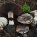 Giant Cypress Agaricus - Photo (c) Christian Schwarz, some rights reserved (CC BY-NC), uploaded by Christian Schwarz
