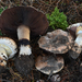 Agaricus lilaceps - Photo (c) Christian Schwarz, μερικά δικαιώματα διατηρούνται (CC BY-NC), uploaded by Christian Schwarz