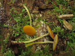 Pluteus admirabilis