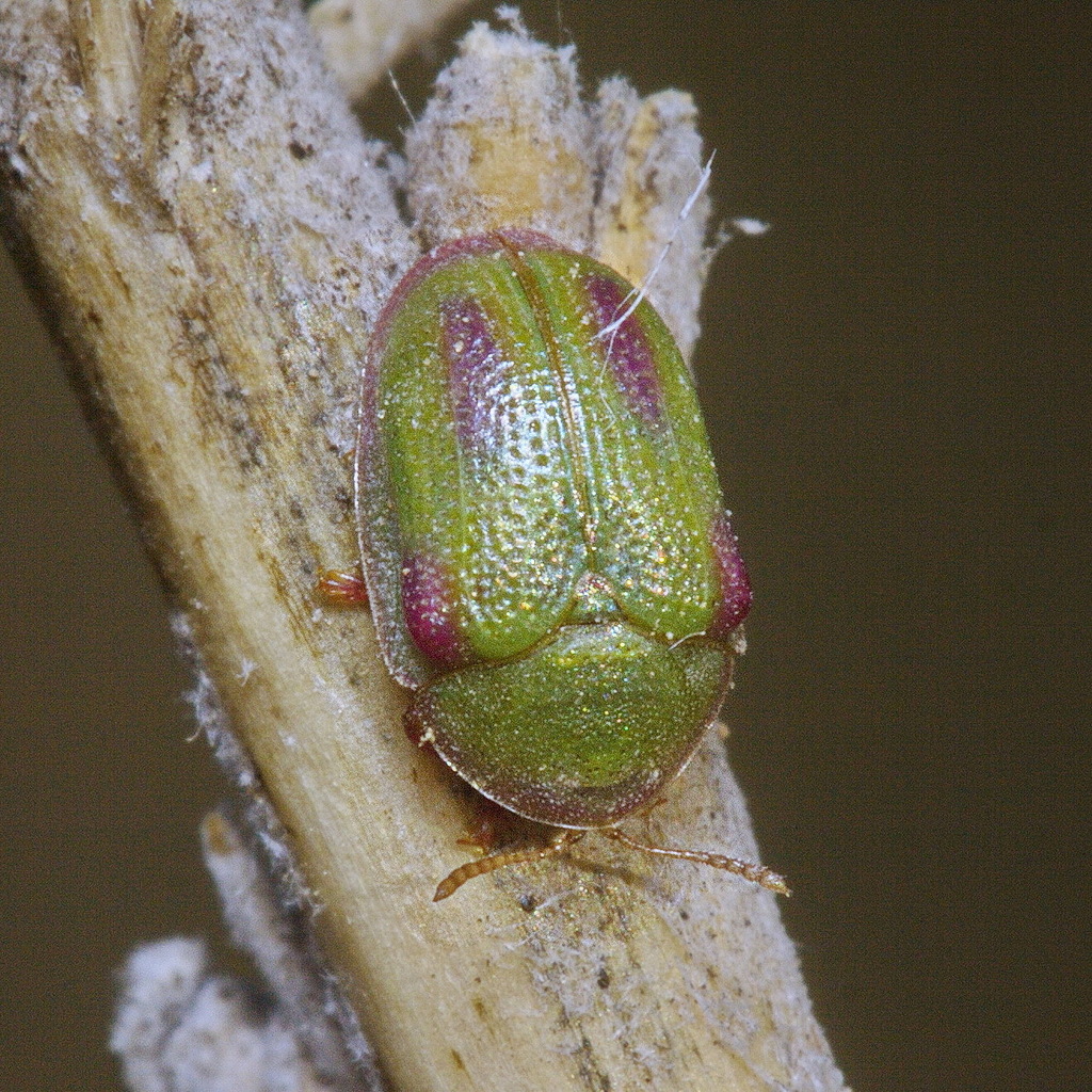 Ischyronota desertorum
