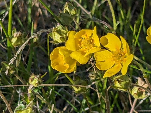 Image of Potentilla crantzii by (c) Pieter Huybrechts, some rights reserved (CC BY)