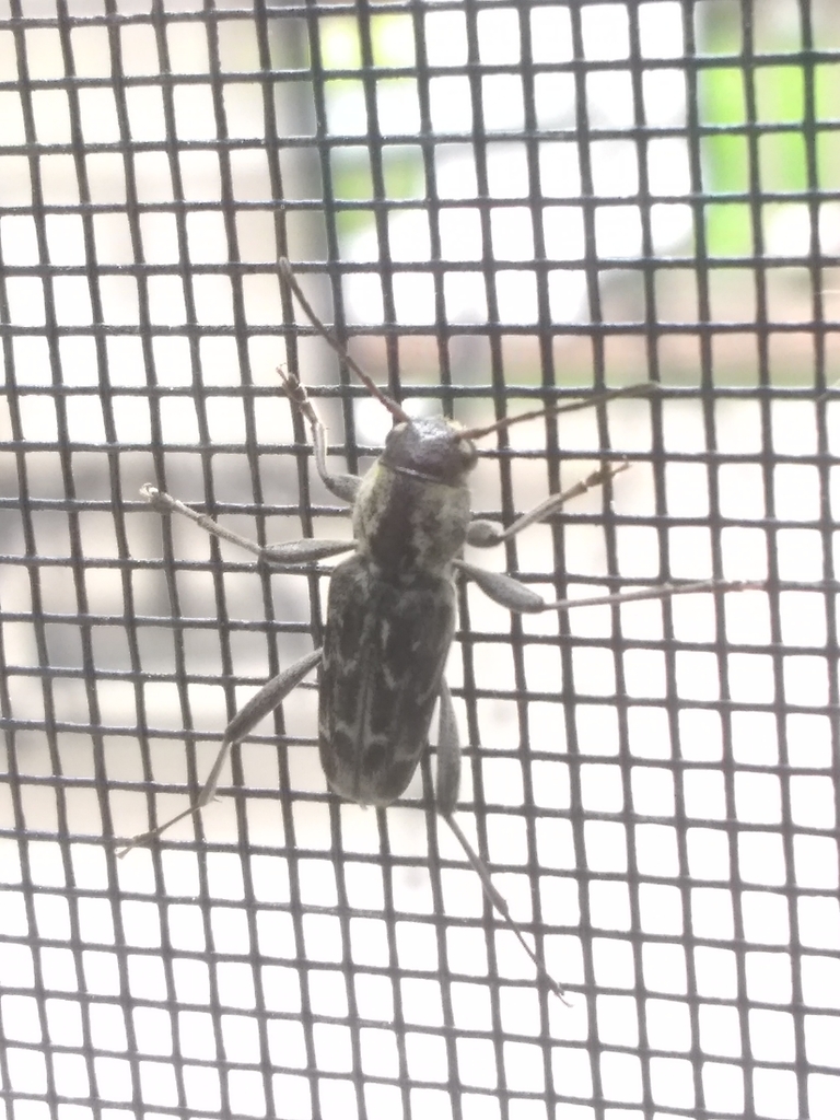 Xylotrechus integer