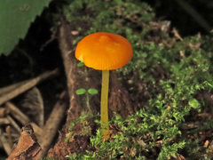 Pluteus admirabilis
