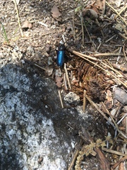 Semanotus amethystinus