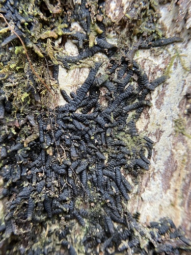 Lopholejeunea nigricans