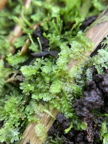 Liochlaena subulata