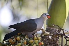 Pacific Imperial-Pigeon photo 3
