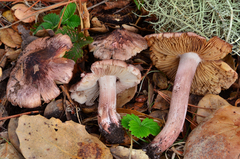 Inocybe adaequata image