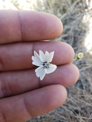 Blepharipappus scaber