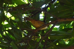 Cantorchilus leucotis