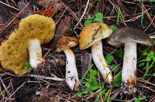 Pungent Slippery Jack