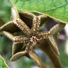 Handroanthus ochraceus