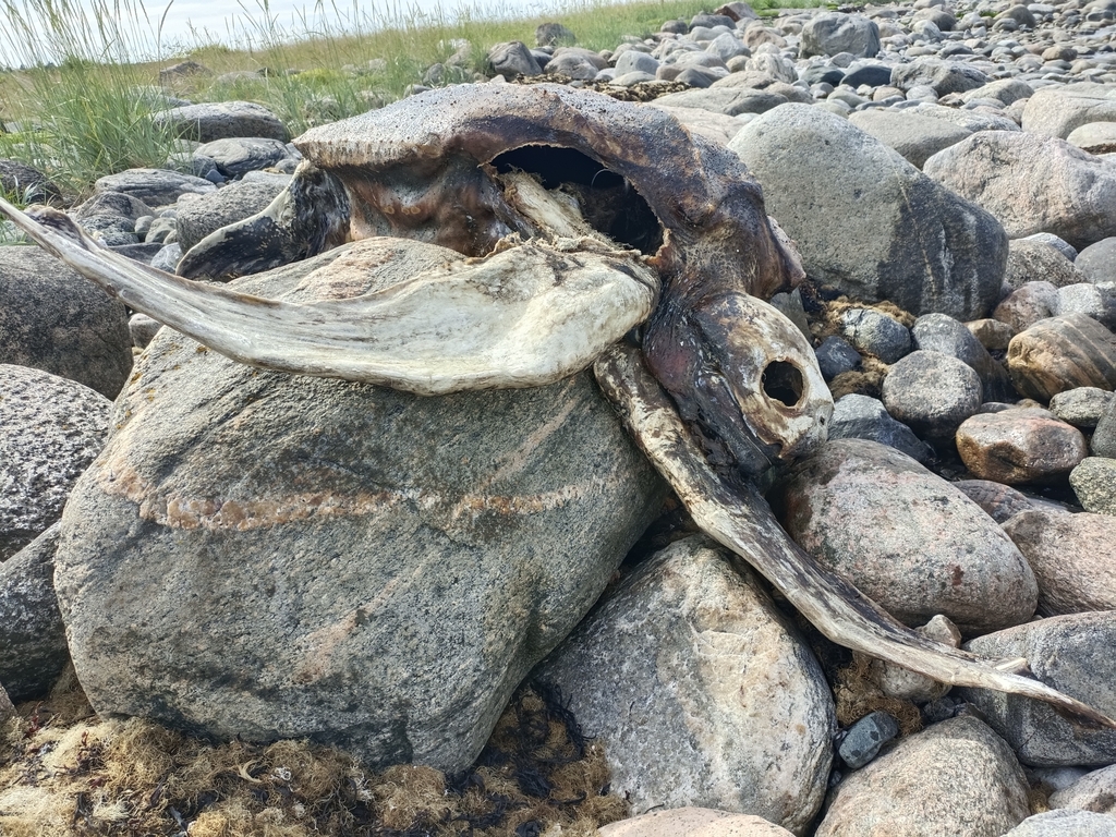 Photo of Leatherback turtle (Dermochelys coriacea)
