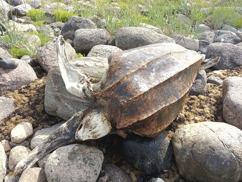 Photo of Leatherback turtle (Dermochelys coriacea)