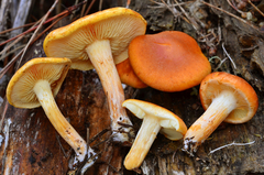 Gymnopilus sapineus image