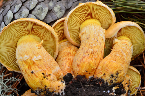 Gymnopilus ventricosus
