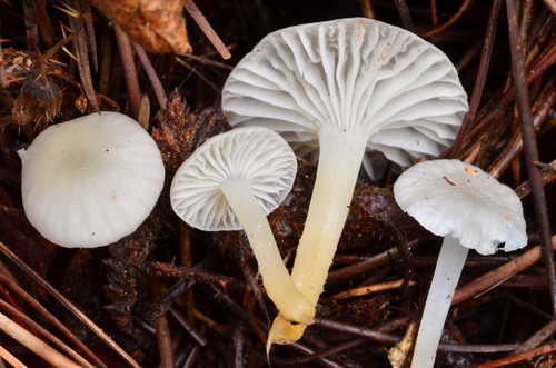 Marasmius calhouniae