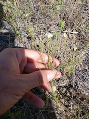 Blepharipappus scaber