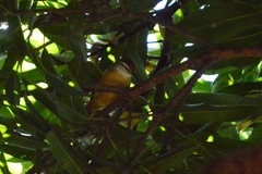 Cantorchilus leucotis