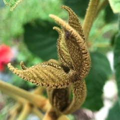 Handroanthus ochraceus