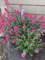 Centranthus ruber