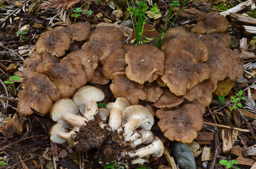 Fried Chicken Mushroom Lyophyllum Decastes Inaturalist Ca