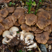 Fried Chicken Mushroom - Photo (c) Christian Schwarz, some rights reserved (CC BY-NC), uploaded by Christian Schwarz