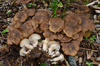 Fried Chicken Mushroom - Photo (c) Christian Schwarz, some rights reserved (CC BY-NC), uploaded by Christian Schwarz