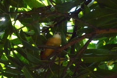 Cantorchilus leucotis