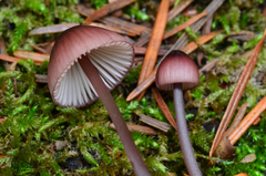 Mycena purpureofusca image