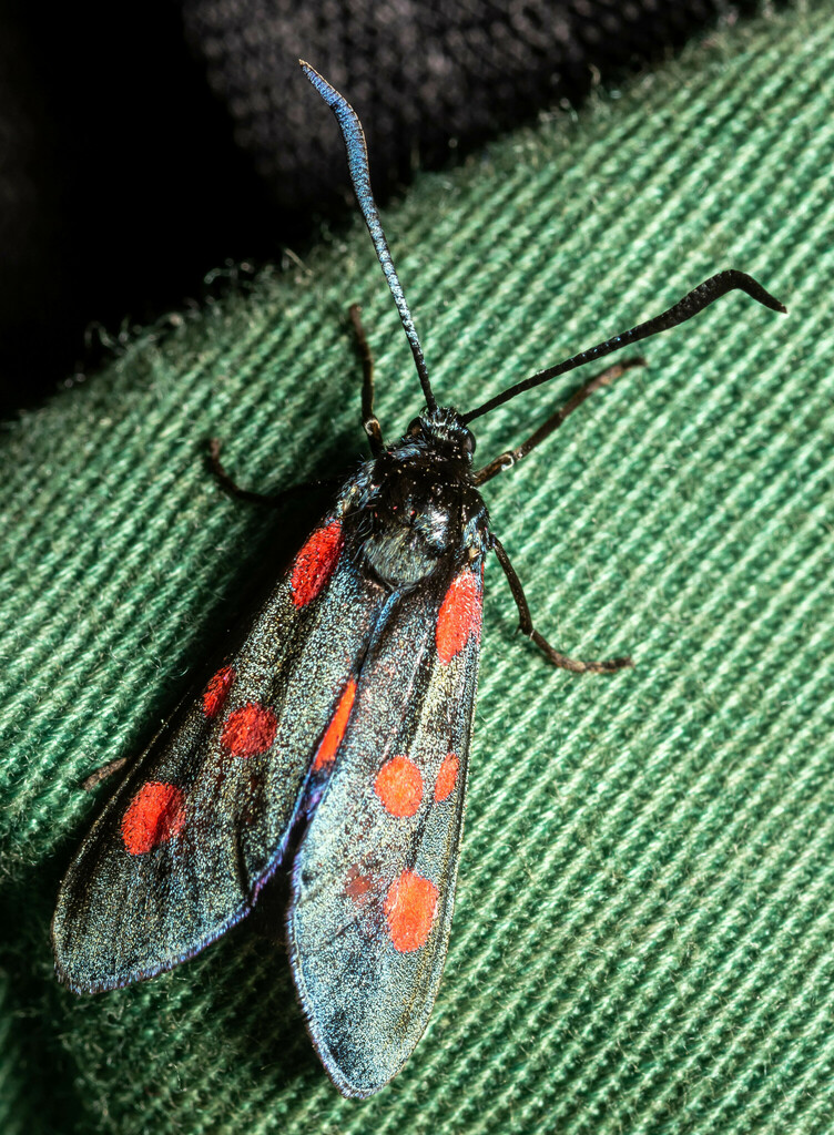 Narrow-bordered Five-spot Burnet
