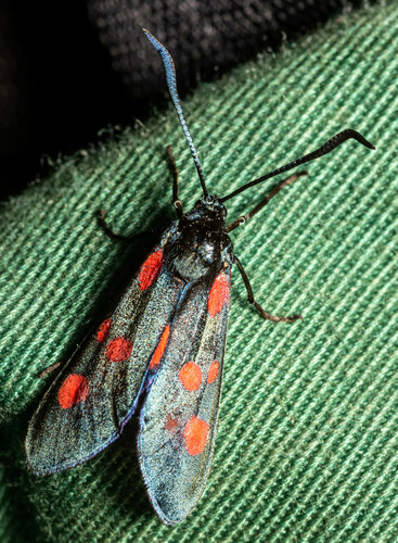 Narrow-bordered Five-spot Burnet