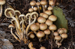 Pholiota terrestris image