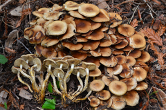 Pholiota terrestris image