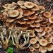 Pholiota terrestris - Photo (c) Christian Schwarz, μερικά δικαιώματα διατηρούνται (CC BY-NC), uploaded by Christian Schwarz