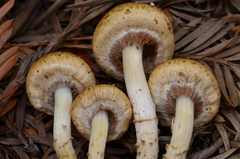 Pholiota terrestris image