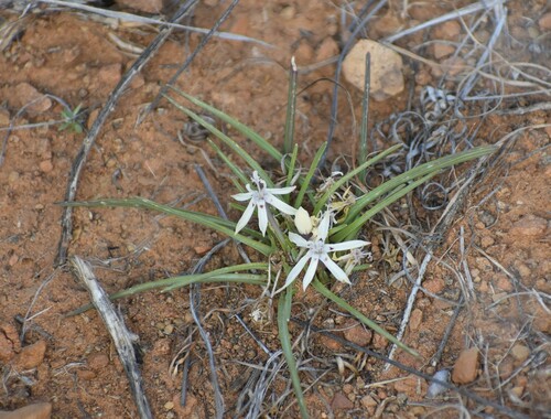 Image of Lapeirousia plicata by (c) Justin Ponder, some rights reserved (CC BY)
