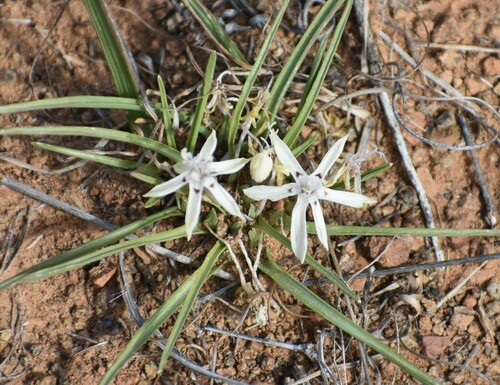 Image of Lapeirousia plicata by (c) Justin Ponder, some rights reserved (CC BY)