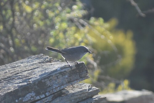 Layard's Warbler (Curruca layardi), photo 4