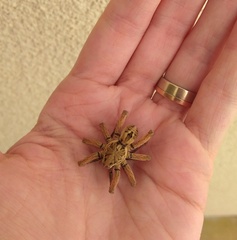 Schizocosa maxima