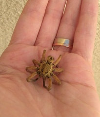 Schizocosa maxima