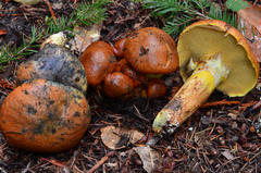 Suillus ponderosus image