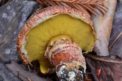 Suillus lakei image