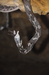 Pseudelaphe phaescens