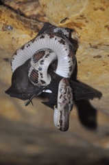 Pseudelaphe phaescens